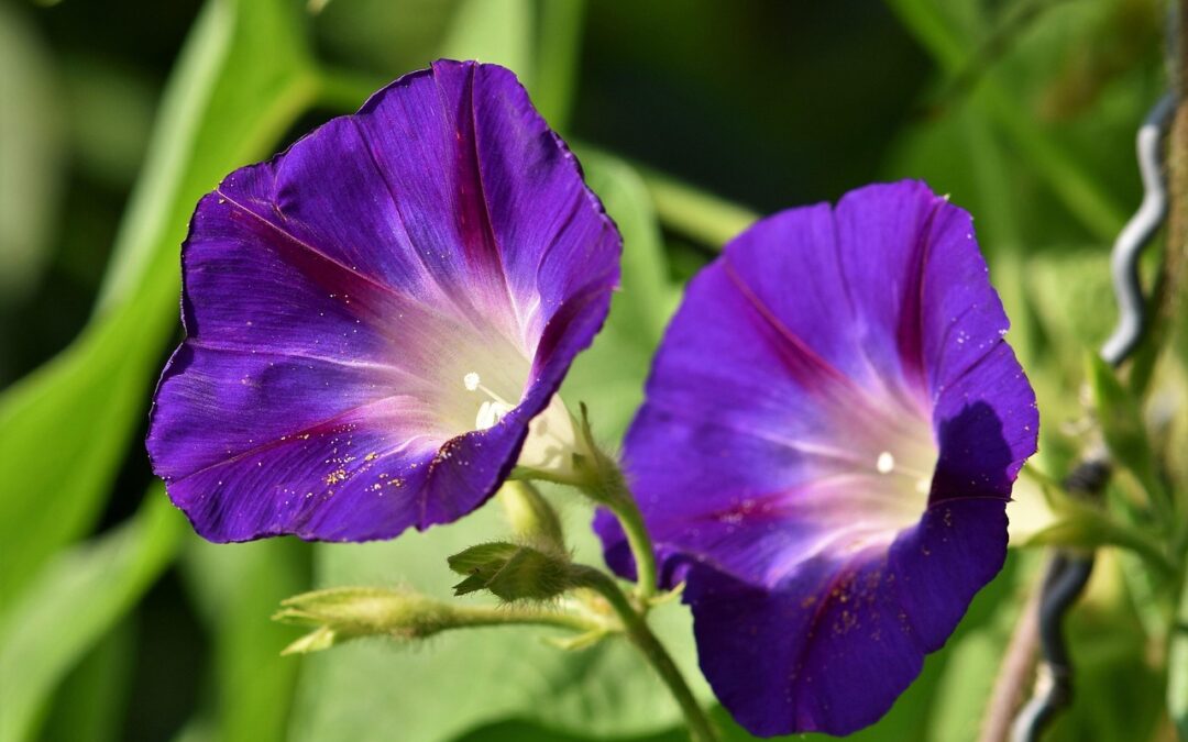 Morning glory flower